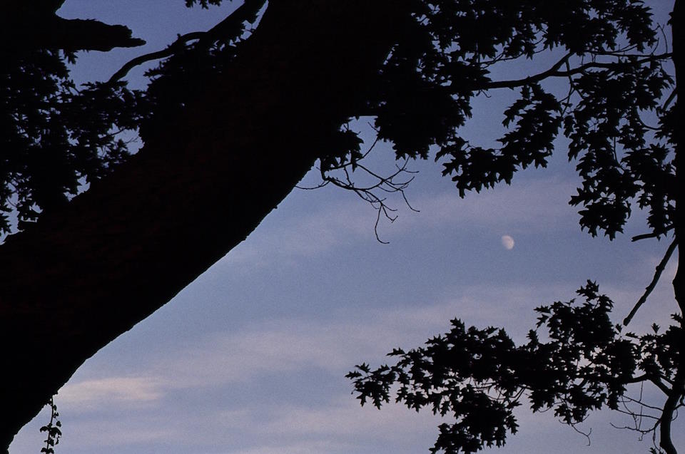 branches and moon