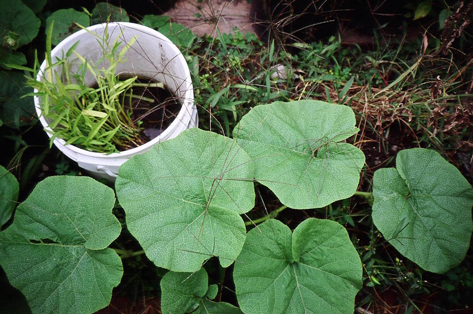 bucket garden
